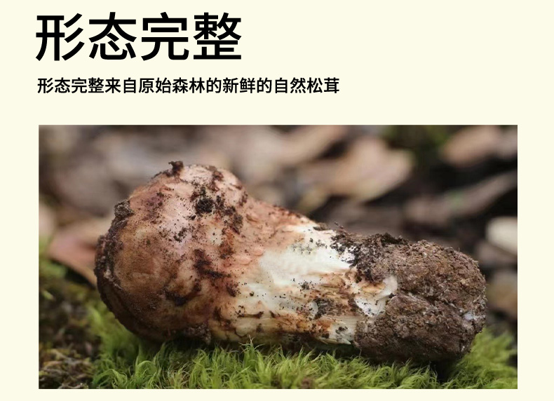 松茸详情页_03.jpg