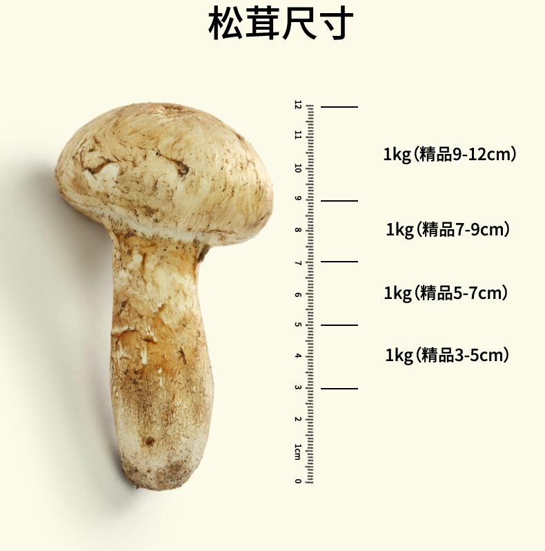 松茸详情页_05.jpg